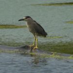 Black-crowned Night-Heron